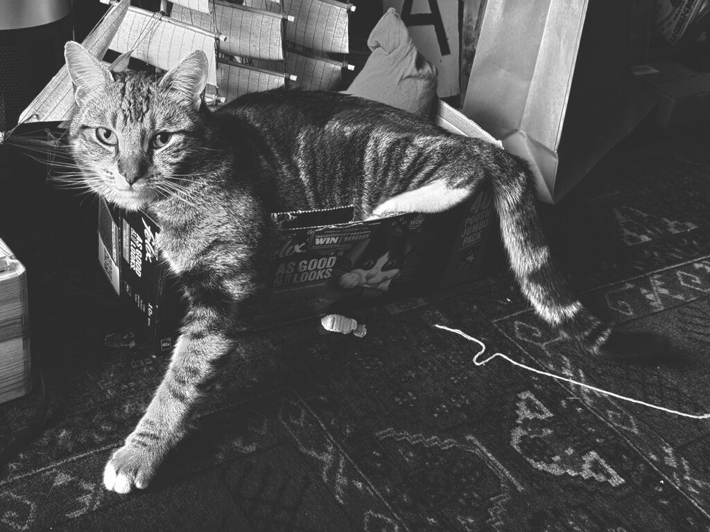 Cat (Louis) in a box that is too small for him.